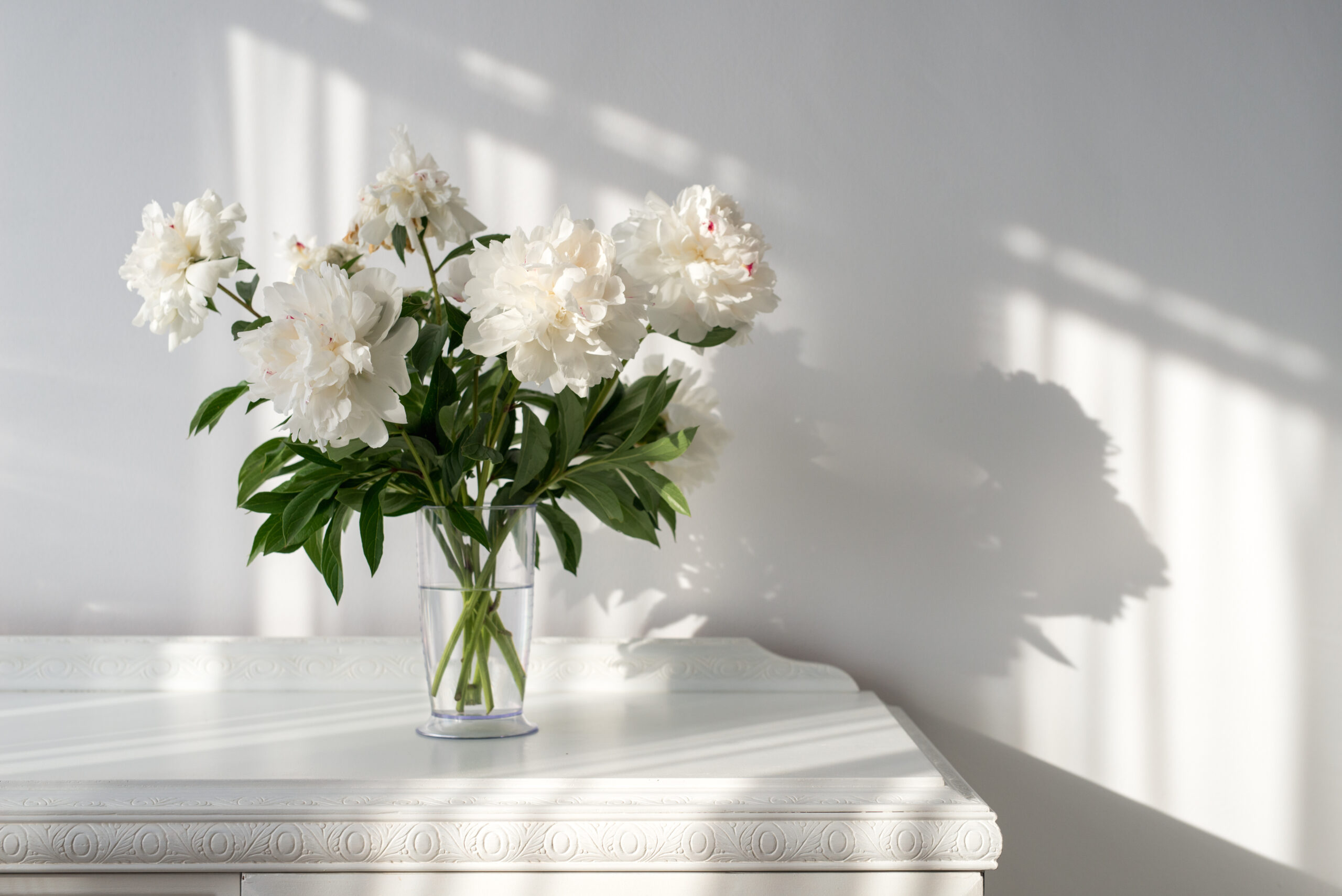 white peonies in a vase on a white vintage table and beautiful shadows on the wall copy space